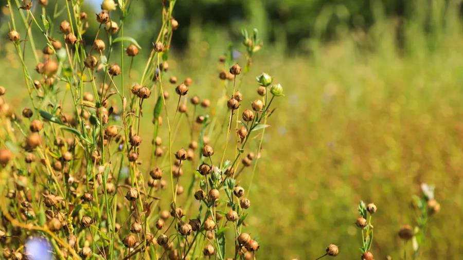 Nieuwe afvalvrije, hoogwaardige toepassingen voor vlaszaad