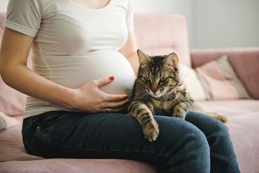 Studie: Zwangere vrouwen lopen dubbel risico op toxoplasmose door kattencontact