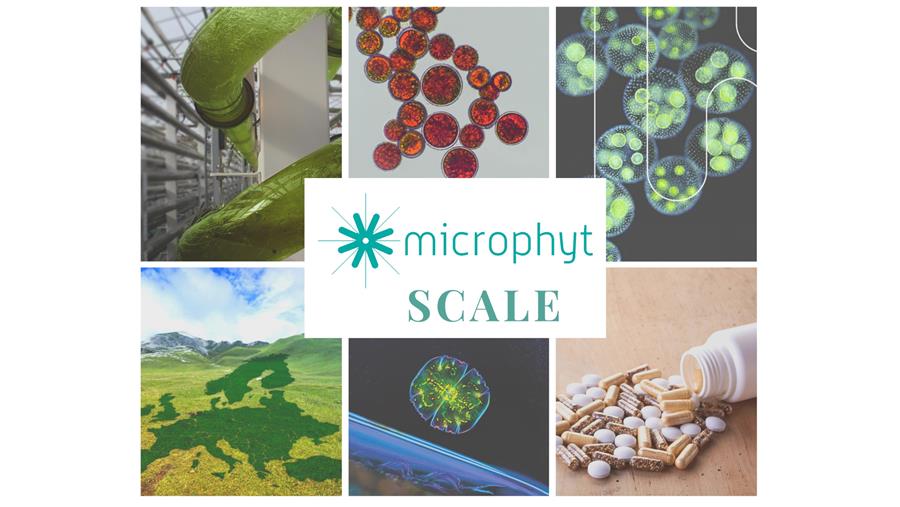 SCALE - Duurzame industrialisatie van microalgen in Europa