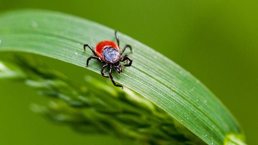 Een op de vijf teken in Vlaamse tuinen kan Lyme veroorzaken