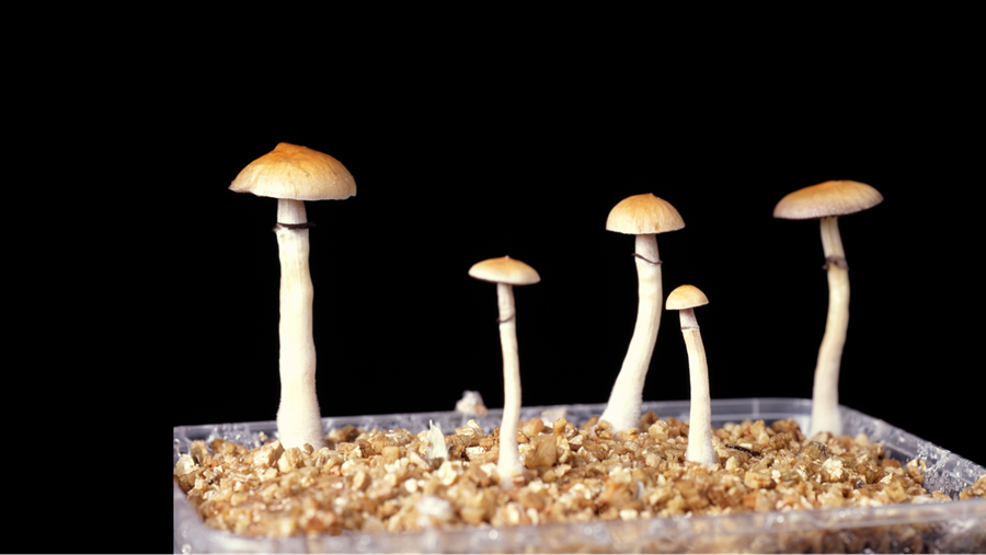 Nieuw-Zeeland laat medisch gebruik hallucinogene paddenstoelen toe