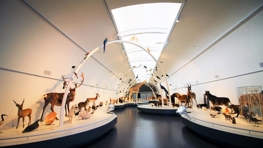 GEOPTIMALISEERD BEZOEKERSPARCOURS IN HET MUSEUM VOOR NATUURWETENSCHAPPEN